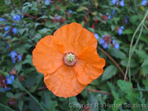 Poppy Orange